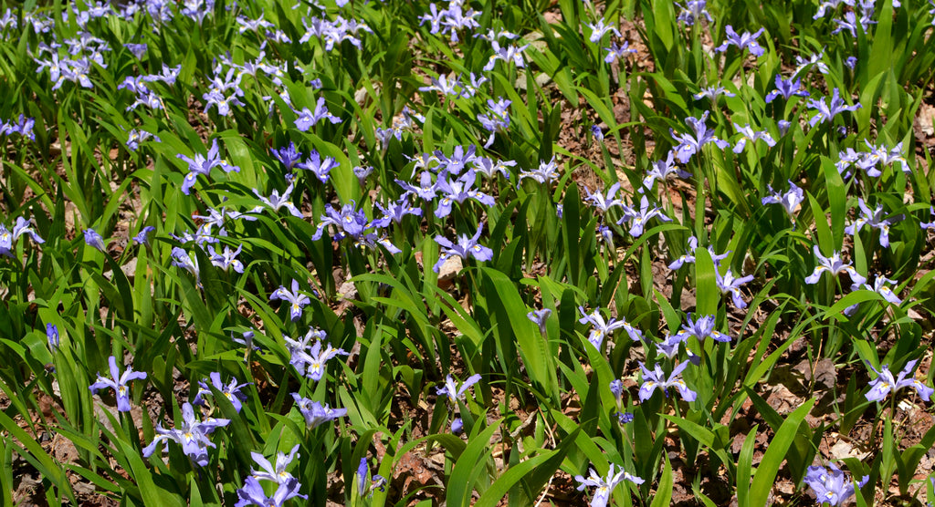 Louisiana Irises - Heartsleeve